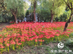驻马店置地公园：彼岸花开正盛 秋日美景引客来