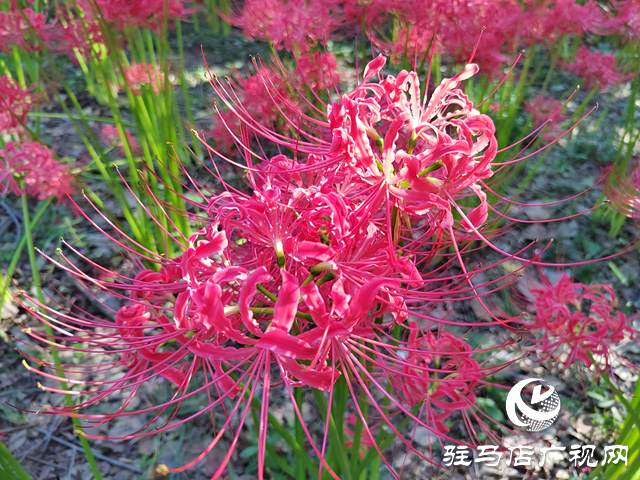 驻马店置地公园:彼岸花开正盛 秋日美景引客来