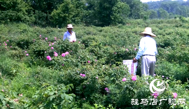 确山县何大庙村:芬芳产业富乡村