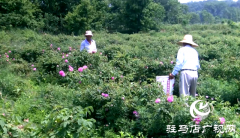 确山县何大庙村：芬芳产业富乡村