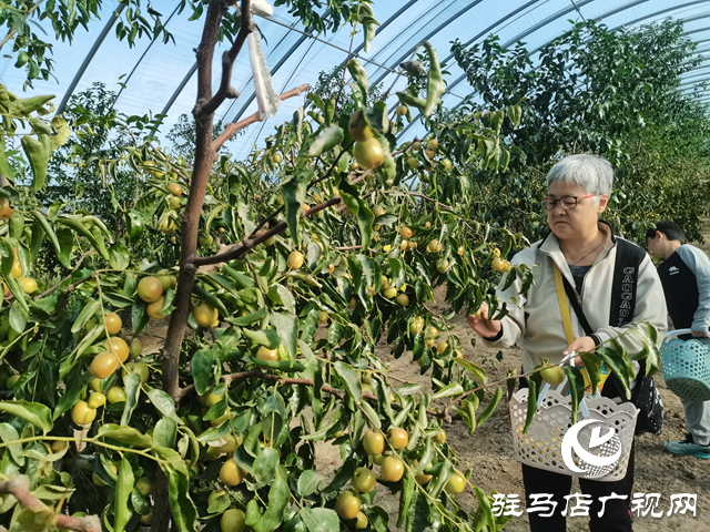 驿城区:冬枣丰收季里果农忙 特色产业绘就乡村振兴新图景