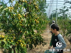 驿城区：冬枣丰收采摘忙 特色产业绘乡村振兴新图景