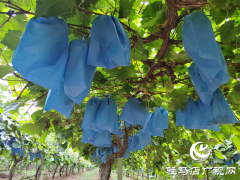 西平县人和乡河沿张村：有机葡萄&ldquo;串&rdquo;起致富路 拓宽村民增收渠道