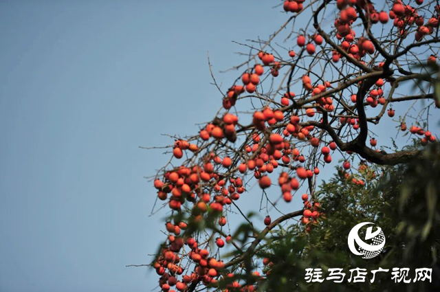 诗咏金秋 笔绘丰年