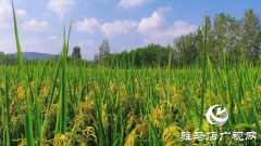 诗咏金秋 笔绘丰年
