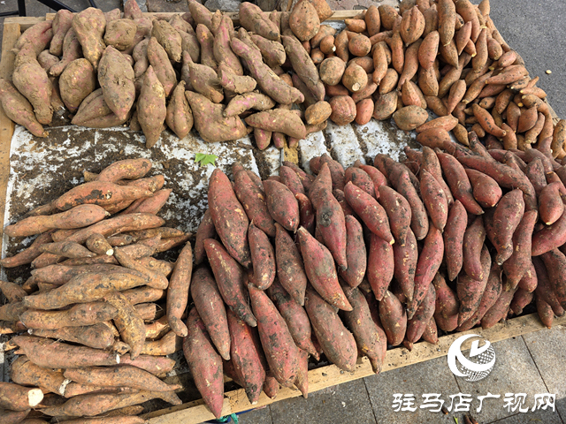 驻马店本地红薯上市 秋日“甜蜜”走俏市场