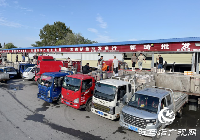 驻马店市众信市场水产区供销两旺 鲜活水产丰富市民双节餐桌