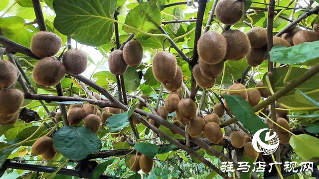 正阳县闾河乡:生态种植结硕果 铺就乡村振兴路