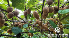 正阳县闾河乡：生态种植结硕果 铺就乡村振兴路