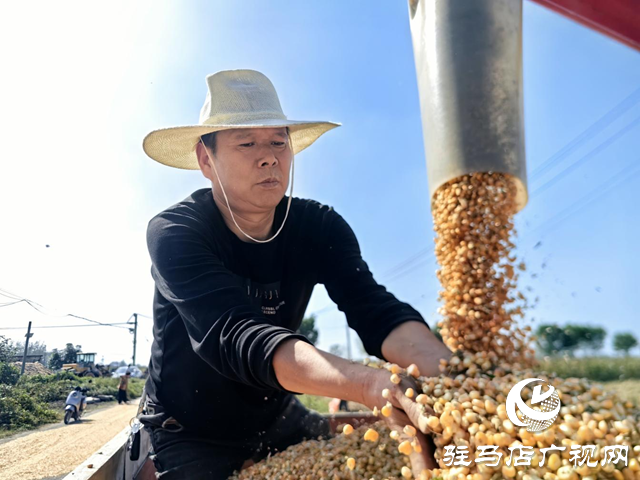 驿城区水屯镇干群合力奋战抢收秋粮