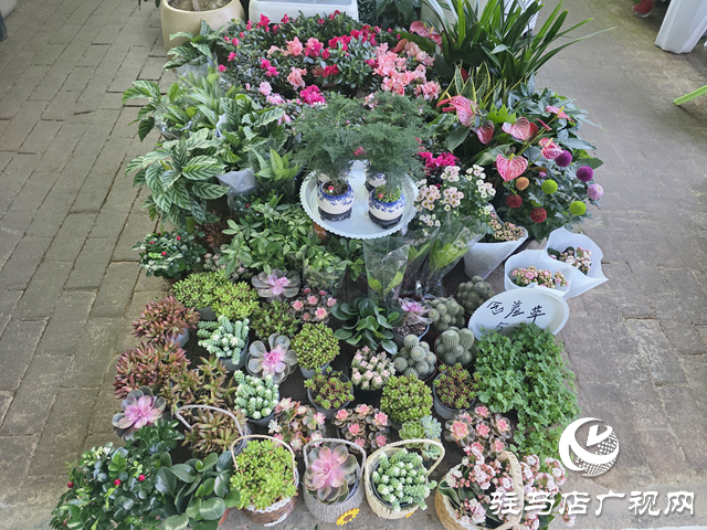 驻马店：国庆假期花卉市场销售火热 缤纷花卉添彩节日氛围