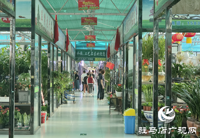 驻马店：国庆假期花卉市场销售火热 缤纷花卉添彩节日氛围