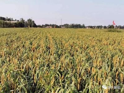 截至10月7日17时，河南全省秋作物已收获7804万亩
