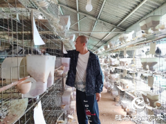 西平县人和乡河沿张村： 蛋鸽养殖&ldquo;啄&rdquo;开致富门 特色产业绘就振兴新图景​