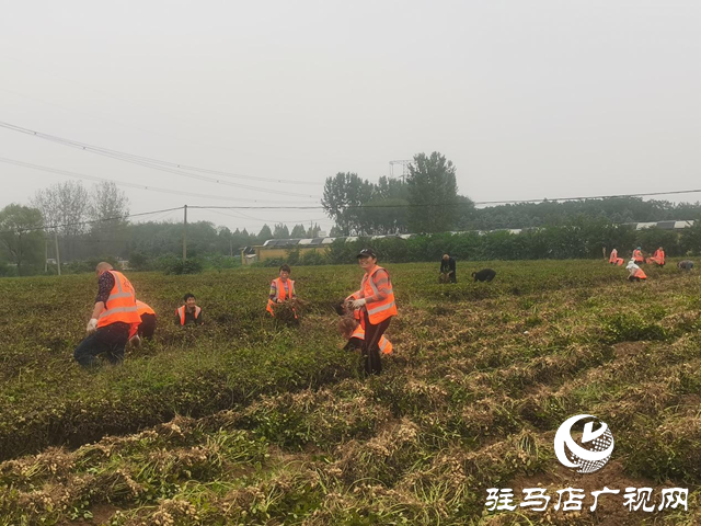 驿城区:干群合力抢收秋粮 人工采收应对持续降雨天气