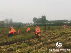 驿城区：干群合力抢收秋粮 人工采收应对持续降雨天气​​