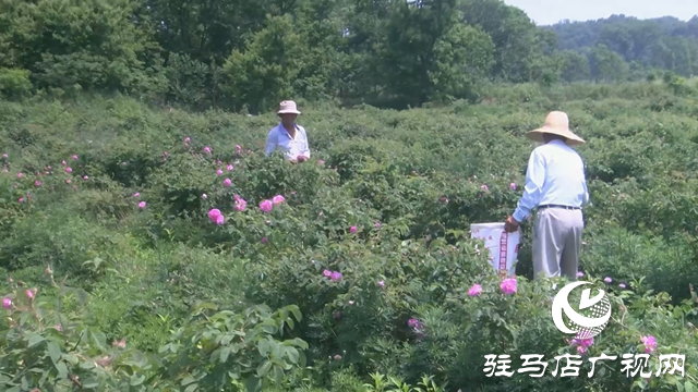 中植生物科技:科技创新引领 打造玫瑰精粹研发新高地