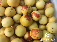 驻马店：本地冬枣迎来采摘季 脆甜多汁受市民青睐​