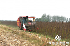 新蔡县孙召镇郎庄村：&ldquo;铁杆芝麻&rdquo;迎来收获期 机械化种植助农增收​
