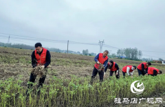 正阳县清源街道：红马甲志愿队助农抢收 解群众&ldquo;急难愁盼&rdquo;​