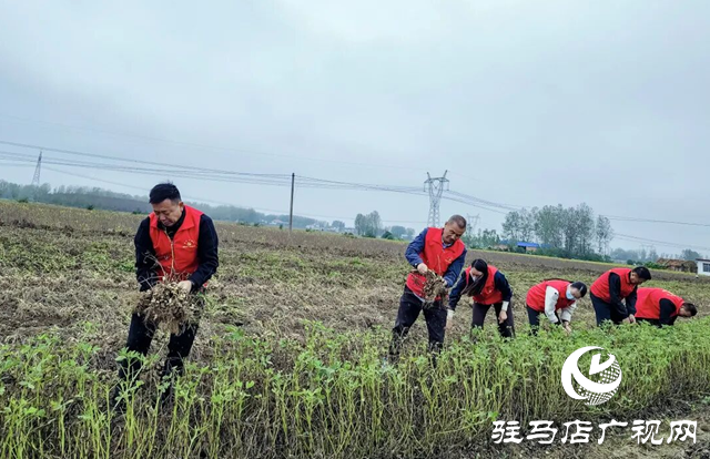 正阳县清源街道:红马甲志愿队助农抢收 解群众“急难愁盼”