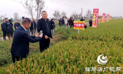 河南省超级稻现场观摩研讨会在确山县举行