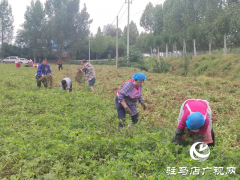 正阳县闾河乡：抢抓&ldquo;三秋&rdquo;生产 全力保障粮食归仓​​