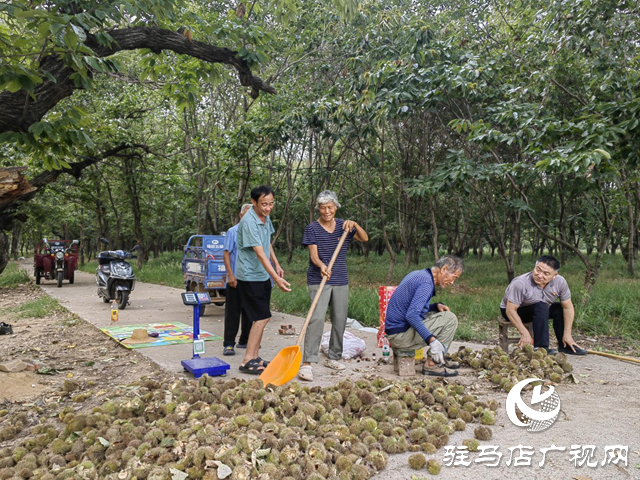 确山县石滚河镇何大庙村:党建引领促振兴 走出共富新路子