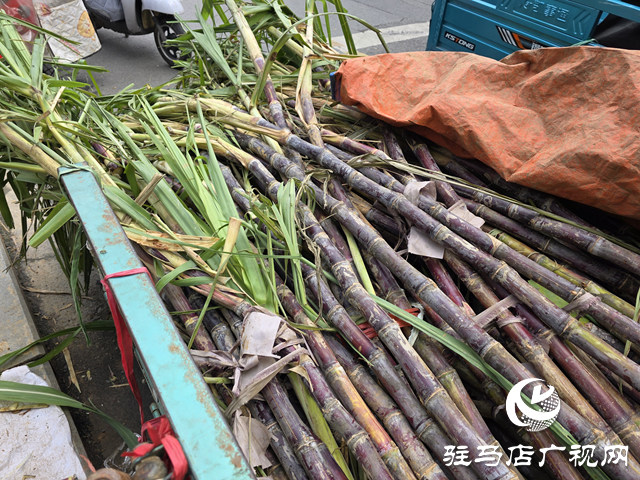 本地甘蔗甜蜜上市!驻马店街头商超齐飘甜香