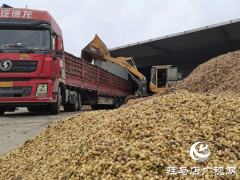 正阳县彭桥乡：干群合力抢收秋粮 应对阴雨保秋收​​