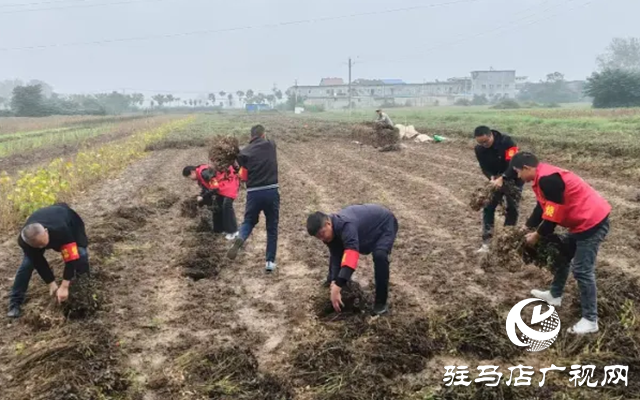 新蔡县佛阁寺镇：志愿抢收服务队雨中守护农户“粮袋子”