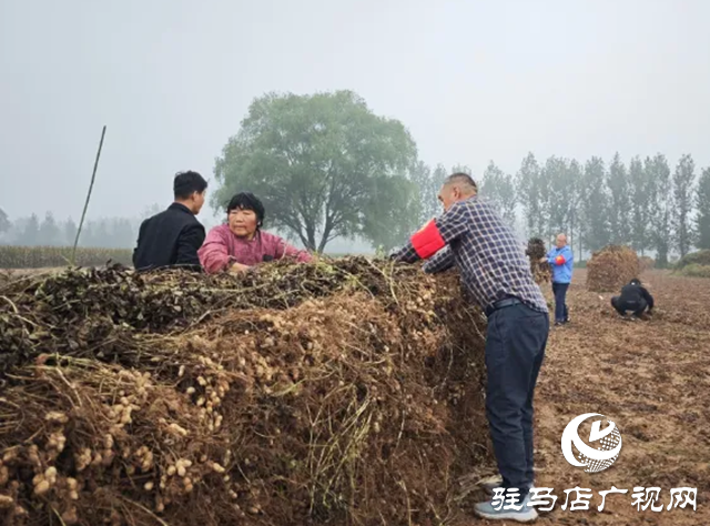新蔡县佛阁寺镇：志愿抢收服务队雨中守护农户“粮袋子”