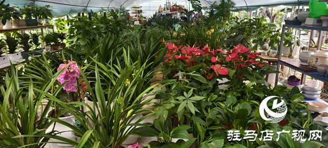 深秋花卉市场迎消费热潮:色彩点亮萧瑟季 “悦己”消费成主流