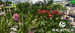 深秋花卉市场迎消费热潮：色彩点亮萧瑟季 &ldquo;悦己&rdquo;消费成主流​