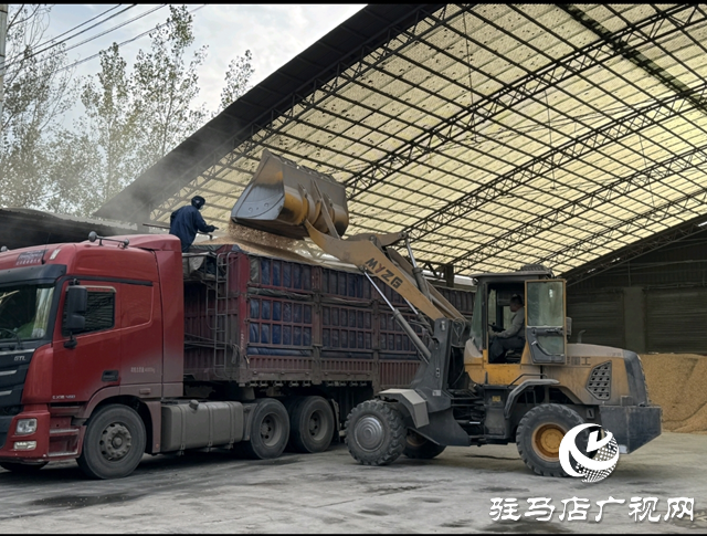 平舆县：36个烘干点昼夜运转 全力守护秋粮归仓