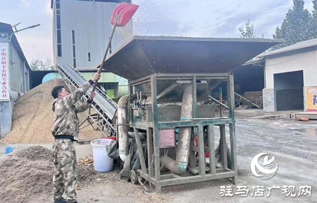 平舆县：36个烘干点昼夜运转 全力守护秋粮归仓