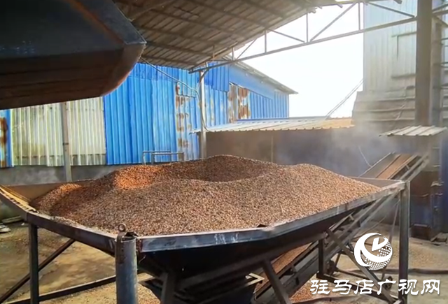 驿城区：全力开展烘干作业 守护秋粮归仓​