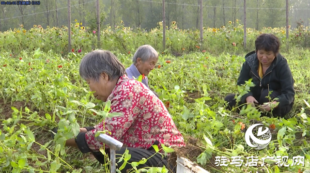 驿城区诸市镇魏庄村“天边花海”即将开园