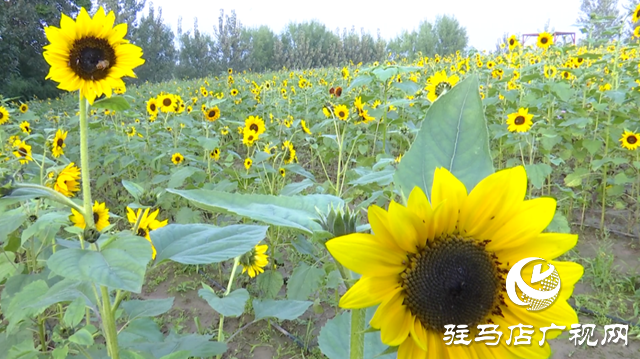 驿城区诸市镇魏庄村“天边花海”即将开园
