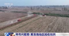 紧急调度收获机、烘干机 黄淮海地区抢抓降雨间歇期 抢收抢烘
