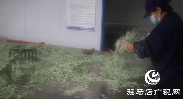 新蔡常老庄村:小“蒸菜”蒸出致富新希望