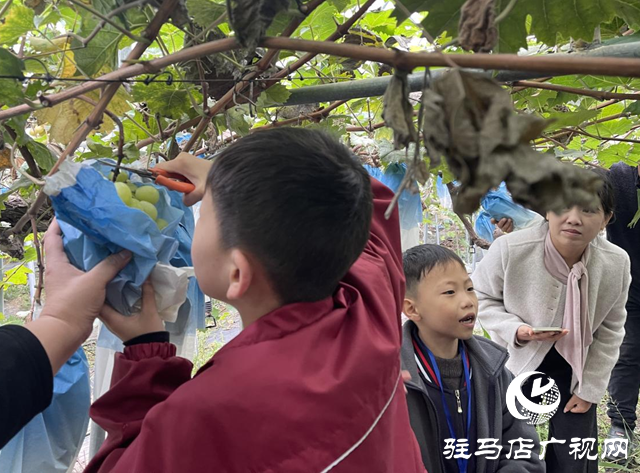 驿城区:亲子采摘活动助农增收