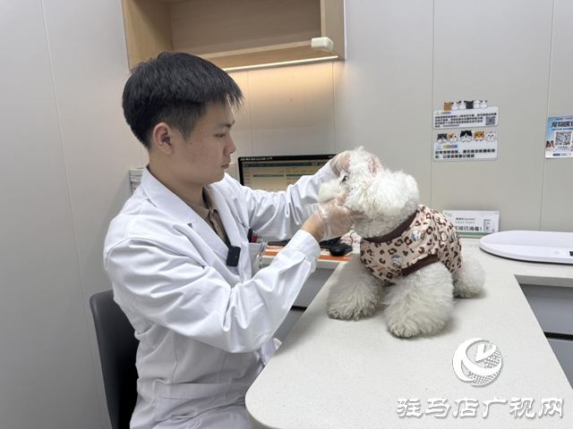 寒冬将至,您的“毛孩子”准备好了吗?——专业兽医详解冬季爱宠养护秘籍