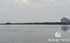 驻马店市人民公园：人鸟和谐绘秋日美景​