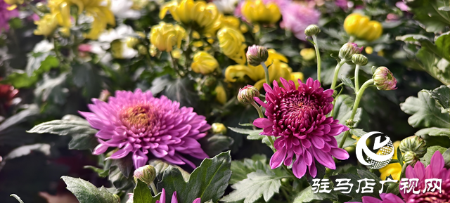 园艺技术人员支招冬季花卉养护 助植物安全越冬