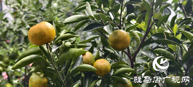 园艺技术人员支招冬季花卉养护 助植物安全越冬
