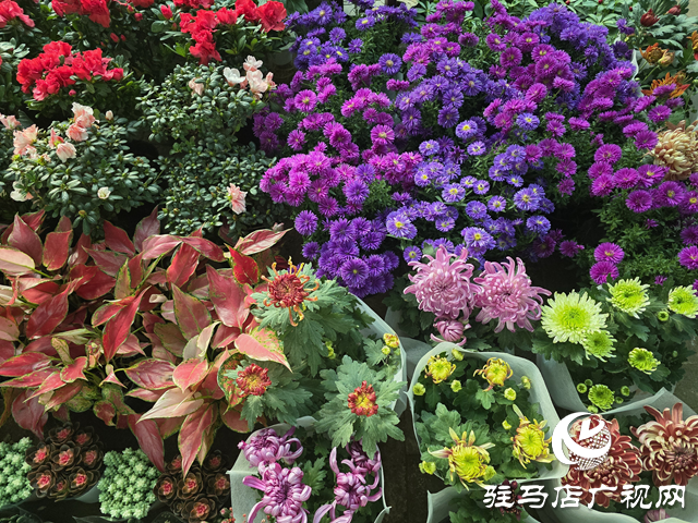 重阳节菊花热销 驻马店花卉市场秋意浓