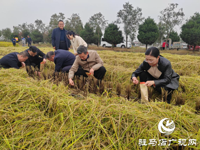 河南省优质食味粳稻测产暨机收减损现场观摩会在确山县举办