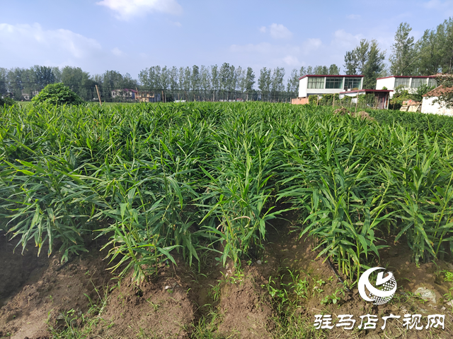 新蔡县余店镇:特色种养“结硕果” 乡村振兴“加速跑”