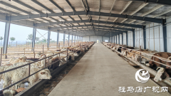 &ldquo;牛&rdquo;产业蹚出富民路
